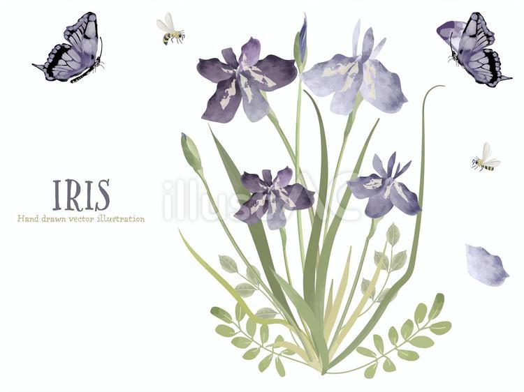 菖蒲の花と昆虫たち 菖蒲,アヤメ,花のイラスト素材
