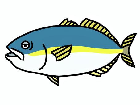 ブリ ブリ,魚,海水魚,スズキ目,出世魚,脊椎動物,食用,イラストのイラスト素材