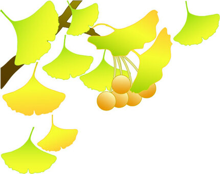 Ginkgo leaves and ginkgo, JPG Ginkgo leaves and ginkgo, , JPG