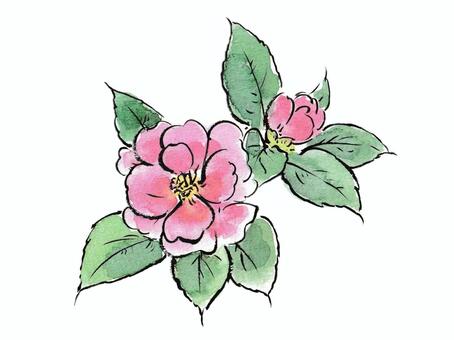 絵手紙風のピンク色の山茶花 山茶花,花,植物,秋,ピンク,絵手紙,葉,つぼみ,庭木,ガーデニングのイラスト素材