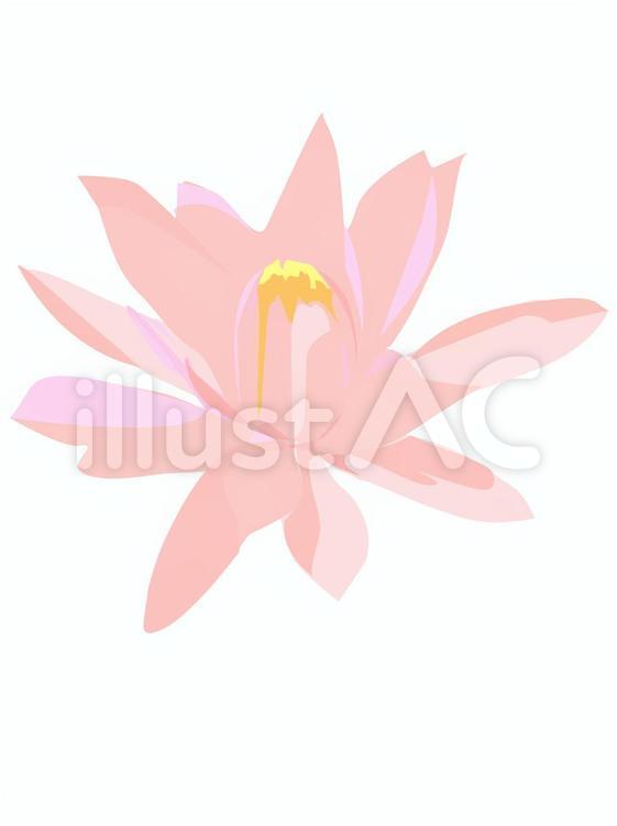 2017-7-12-1 花,ピンク,蓮のイラスト素材