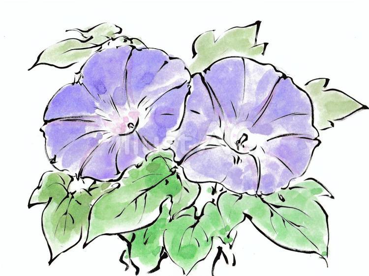 夏を彩る　紫の朝顔 朝顔,花,植物のイラスト素材