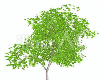 tree_004_kaede_03