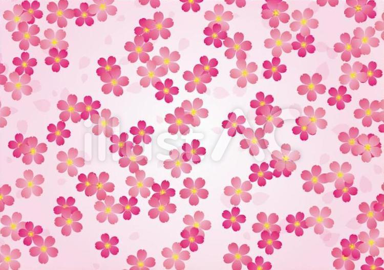桜 桜,ピンク,春のイラスト素材