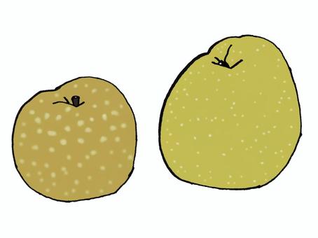 なし（王秋） 果物,梨,王秋,縦長,大玉のイラスト素材