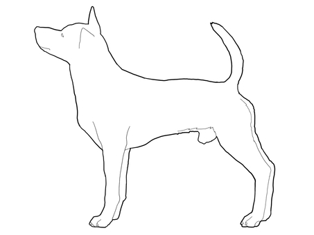 台湾犬　線画 台湾犬,犬,台湾のイラスト素材