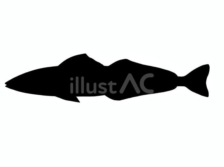 シロギスシルエット シロギス,シルエット,魚のイラスト素材