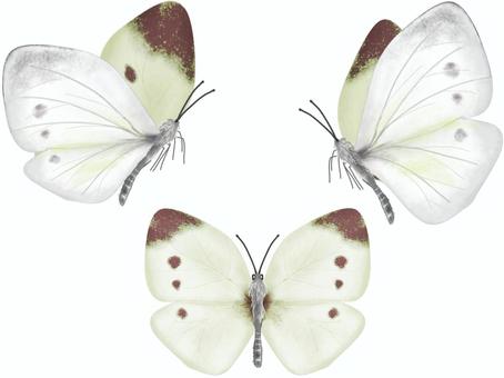 2ページ目 モンシロチョウイラスト 無料イラストなら イラストac