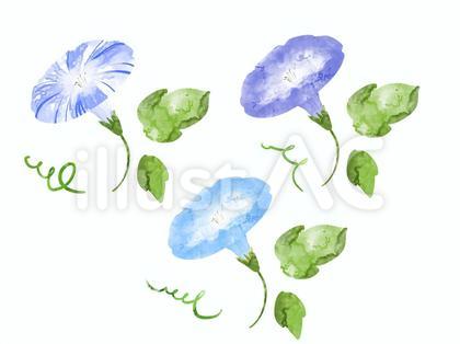 青い朝顔のイラストセット