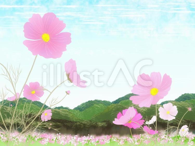 秋の風景(コスモス) コスモス,秋桜,秋空のイラスト素材
