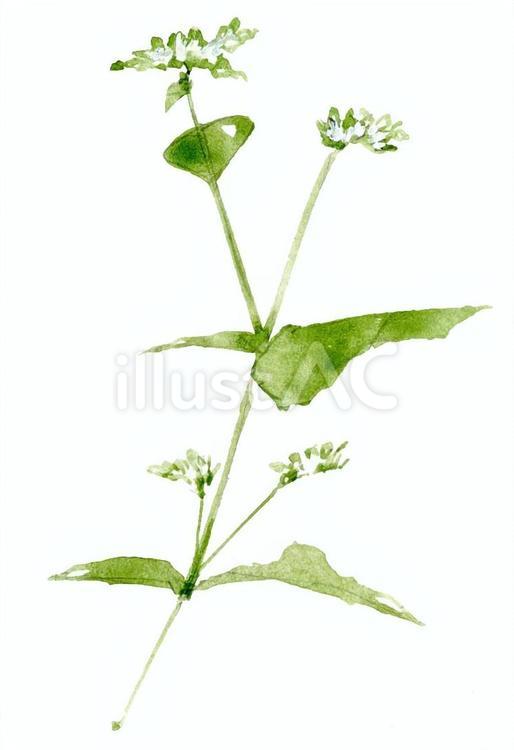水彩画　蕎麦の花 水彩,落ち着く,静かのイラスト素材