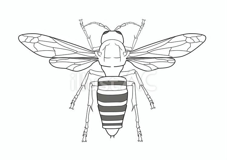 オオスズメバチ（線画） オオスズメバチ,蜂,ハチのイラスト素材
