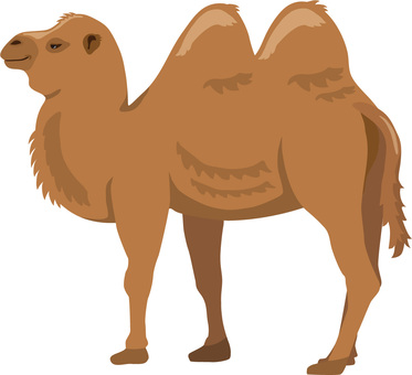 ラクダ ラクダ,フタコブ,キャメル,動物,哺乳類,生き物,サファリ,サファリパーク,動物園,乗るのイラスト素材