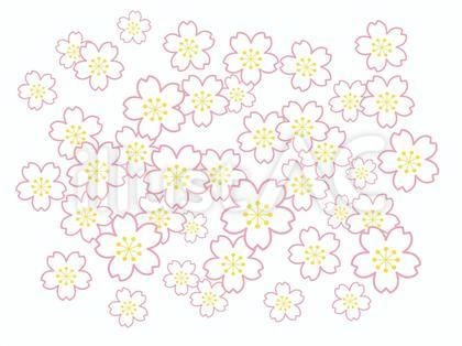 たくさんの白桜の背景