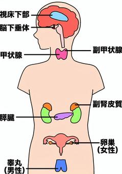 主なホルモンの分泌部位　カラー ホルモン,分泌,甲状腺,視床下部,膵臓,副腎皮質,卵巣,睾丸,カラーのイラスト素材