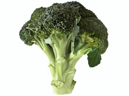 ブロッコリーのイラスト　１ ブロッコリー,緑黄色野菜,野菜,リアル,食材,挿絵,手描き,手書き,カット,写実のイラスト素材