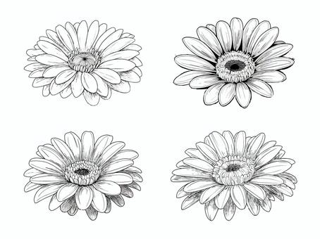 モノクロのガーベラのお花