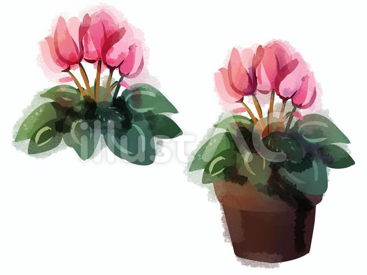 シクラメン　水彩風 シクラメン,花,植物のイラスト素材