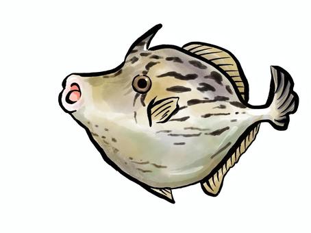 泳ぐ！カワハギ カワハギ,鮮魚,海,生き物,魚,海の幸,つやつやのイラスト素材