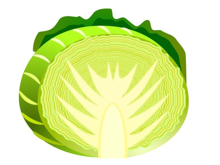 キャベツ02（カット） キャベツ,野菜,アブラナ科,千切り,植物のイラスト素材