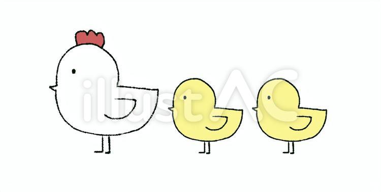 ニワトリとヒヨコ ニワトリ,鶏,ヒヨコのイラスト素材