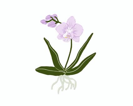 ラン01 コチョウラン,蘭,花,植物,園芸,自然,手書きのイラスト素材