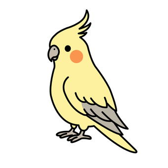 オカメインコ