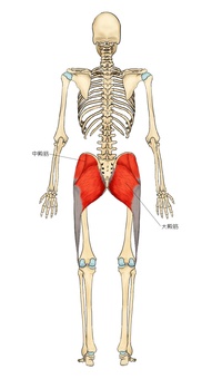 骨格と大殿筋・中殿筋 中殿筋,大殿筋,筋,筋肉,ガイコツ,解剖,骨,モデル,骨格,解剖学のイラスト素材