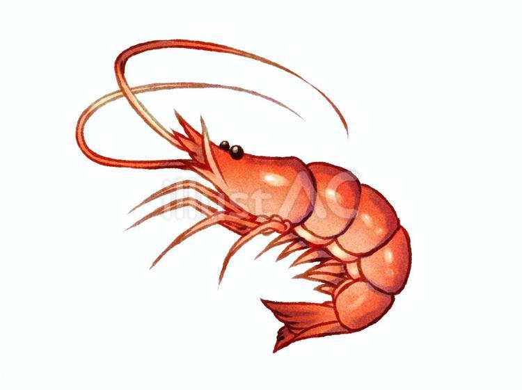 エビ 手描き,食べ物,エビのイラスト素材