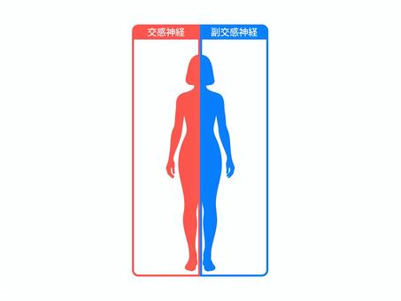 自律神経をイメージした女性イラスト 自律神経,体,機能,交感神経,副交感神経,人,シンプル,健康のイラスト素材