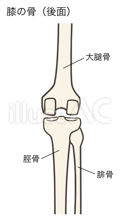 膝の骨（後面）、膝関節、名称あり 膝,後面,関節のイラスト素材
