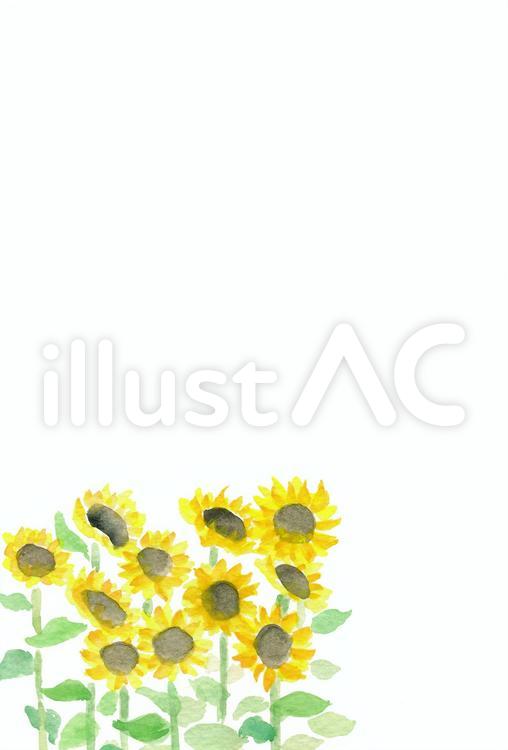 季節のはがき【夏・ひまわり畑・罫なし】 夏,はがき,季節のイラスト素材
