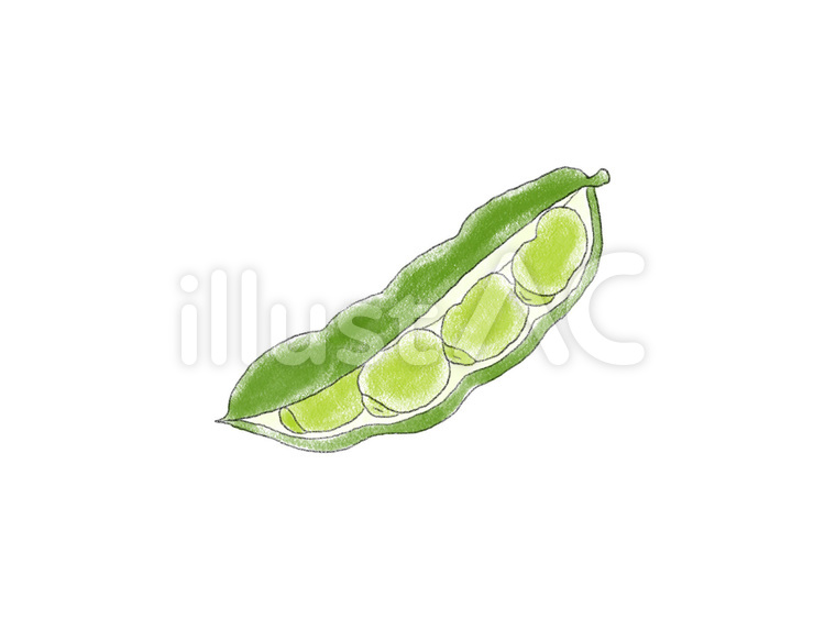 手書きのソラマメ　開きかけ そらまめ,野菜,線画のイラスト素材