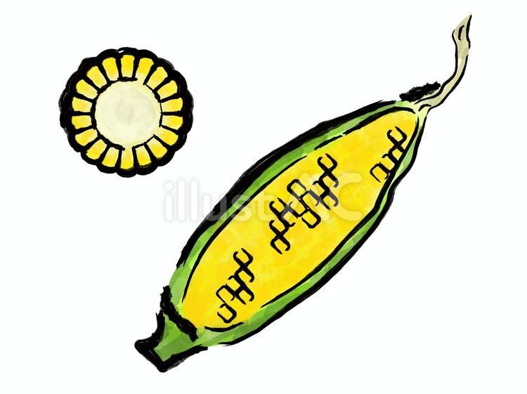とうもろこしの筆絵水彩風イラスト とうもろこし,夏,野菜のイラスト素材