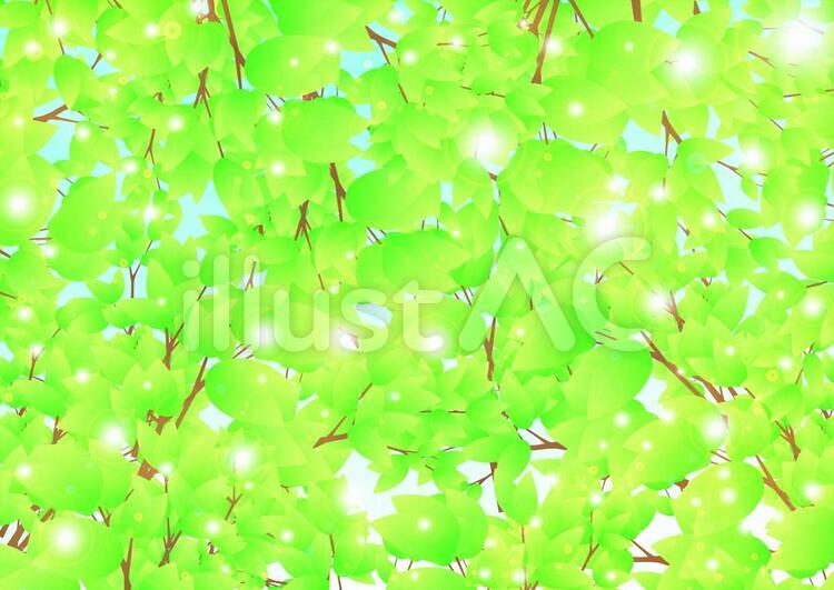 新緑 新緑,夏,背景のイラスト素材