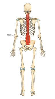 多裂筋 ガイコツ,解剖,骨,モデル,骨格,解剖学,スケルトン,人体,模型,脊柱のイラスト素材