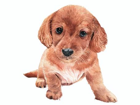 miniature dachshund, , JPG và PNG