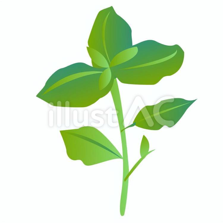バジル バジル,ハーブ,薬味のイラスト素材