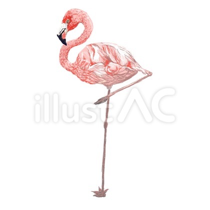 フラミンゴ イラスト