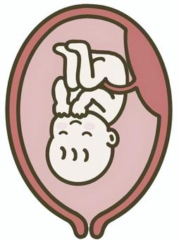 お腹の中の赤ちゃん　胎児 赤ちゃん,子宮,胎児,子供,妊娠,出産,育児,子育て,眠る,0歳のイラスト素材