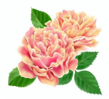 黄色とピンクの華やかな薔薇の花