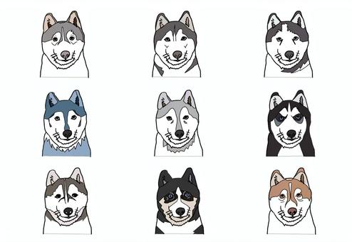 シベリアンハスキー① シベリアンハスキー,ハスキー犬,犬,顔,手書き,線画,動物,ペット,毛並,毛色のイラスト素材