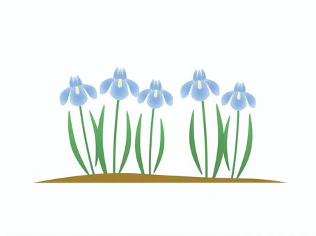 Iris illustration (default), JPG, PNG and AI Iris illustration (default), iris, iris, early summer, JPG, PNG and AI