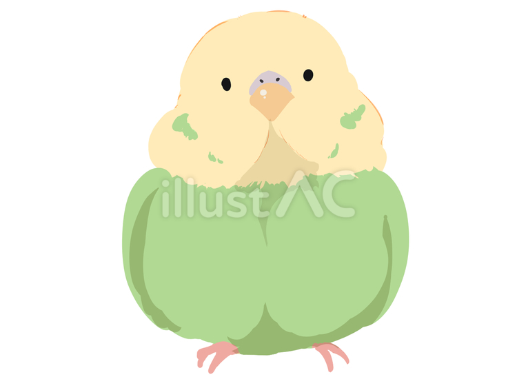セキセイインコ インコ,動物,かわいいのイラスト素材