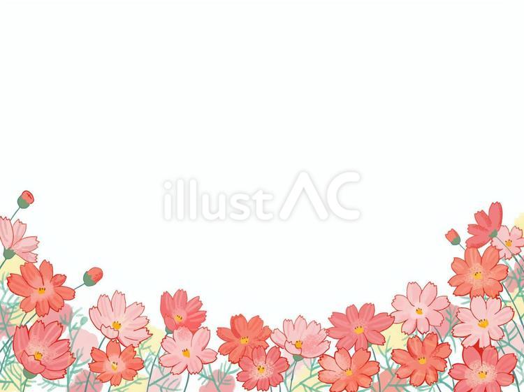 ピンク色のコスモスの花のフレーム コスモス,花,ピンクのイラスト素材