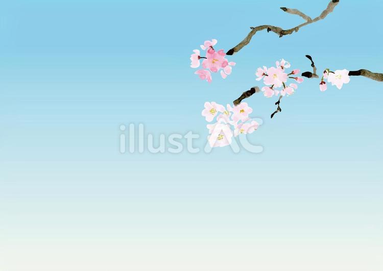 空背景に桜の枝_淡い色味の手描き水彩2 桜,花,枝のイラスト素材