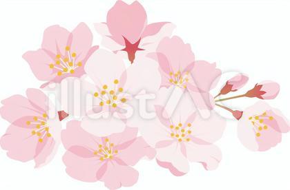 桜8