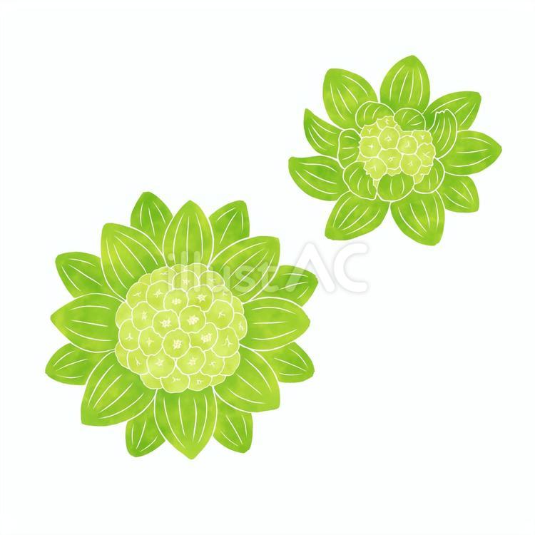 ふきのとう ふきのとう,山菜,食材のイラスト素材