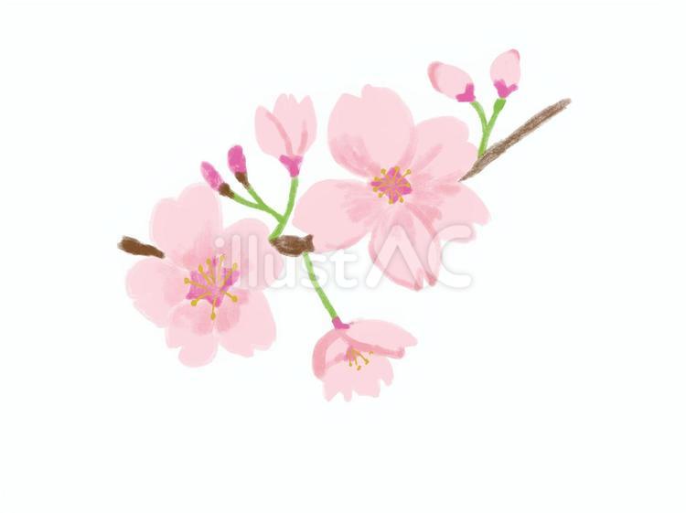 桜 桜,サクラ,さくらのイラスト素材