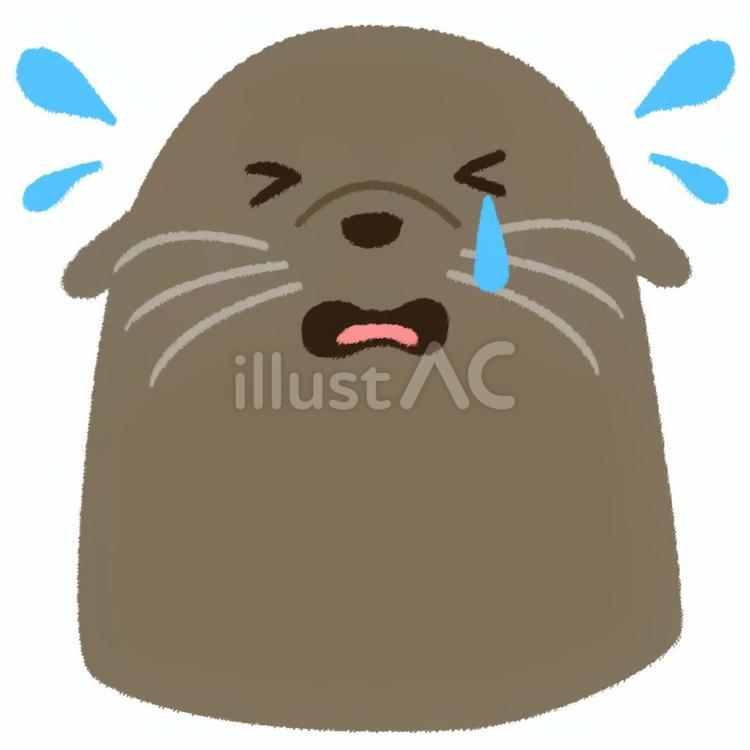 悲しそうな表情で泣いているアシカの顔 アシカ,顔,悲しいのイラスト素材